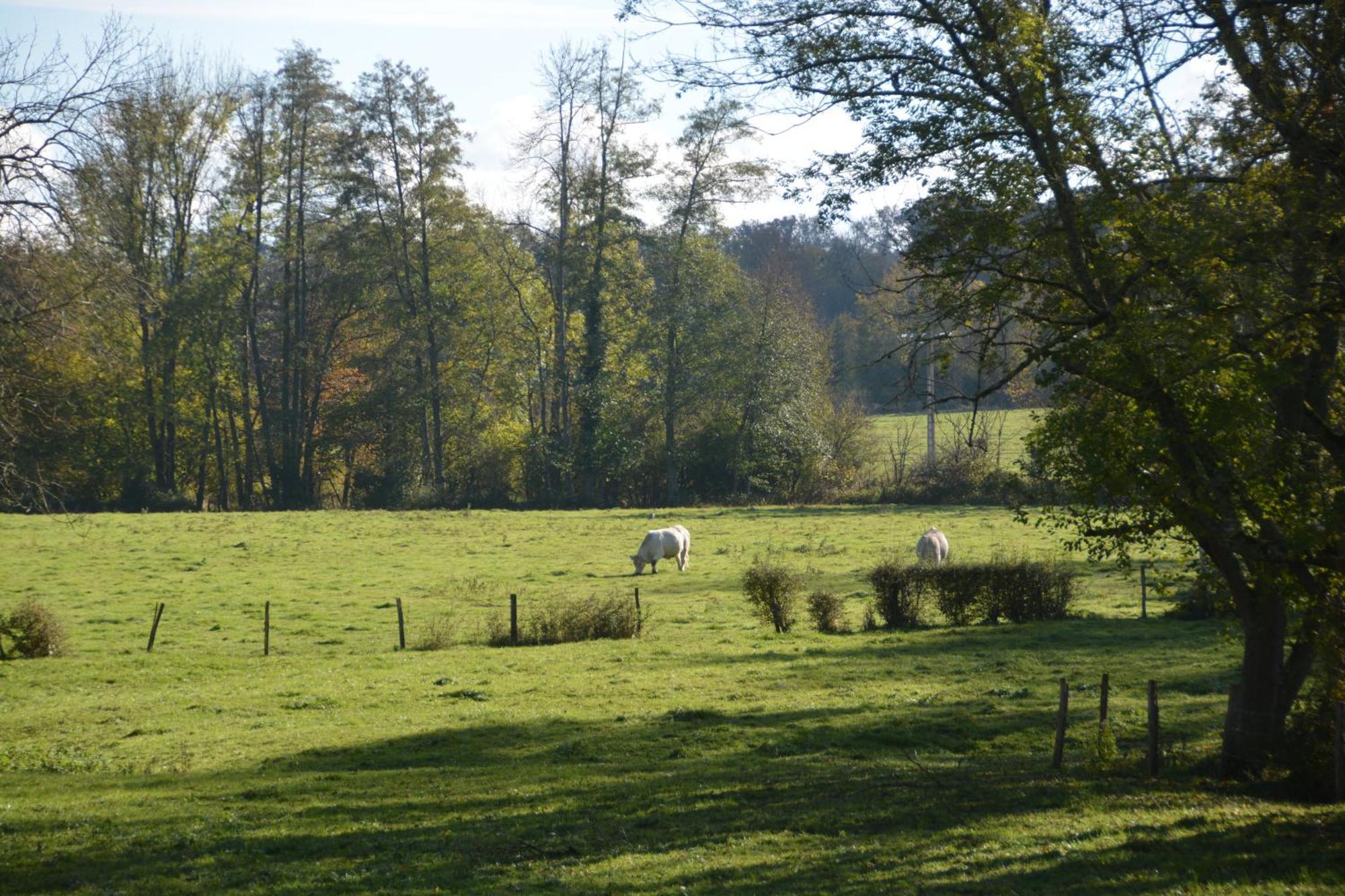 Bed and Breakfast Le Moulin Grenon Mézilles Esterno foto